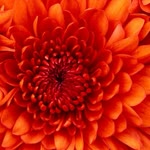 Emel
