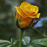 Cengiz