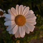Sinem