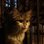 Zeynep