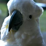 Herman