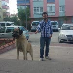 Mustafa
