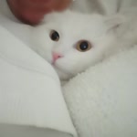 Fatma
