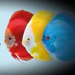 Discus