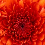 Dilek