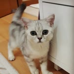Tülay