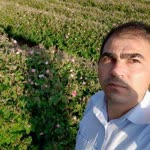 Halil