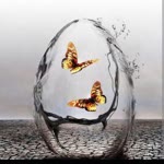 Hanife