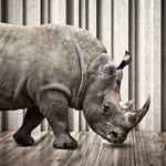 Rhino