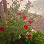 Latif