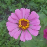 Arzu