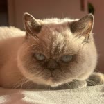 Profil fotoğrafı
