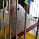 Sevilay