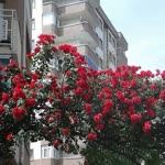 Betül