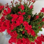 Sezen
