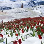Arif