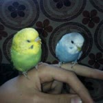 Mert