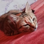 Ceylin