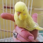 Ali