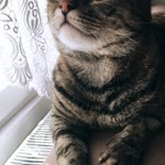 Zeynep
