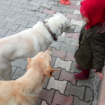 Gülşen