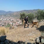 Hikmet