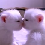 Bade