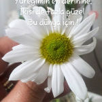 Yıldız