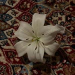 R. Beyza