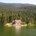 Halit