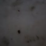 Onur