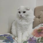 Davut