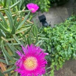 Elif