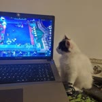 Ali