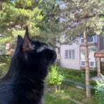 Özlem