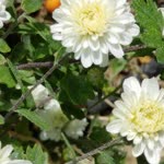 Deniz