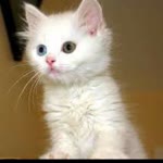 Murat