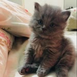 Özge