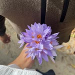 Rabia
