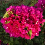 Sibel