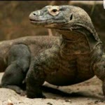 Ümit