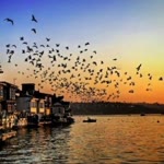 Sedat