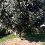 Erdal