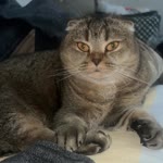 Selda
