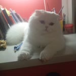 Hülya