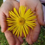 Hatice