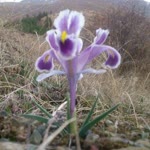 Umut