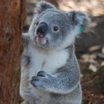 Hüseyin