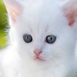 Yasemin