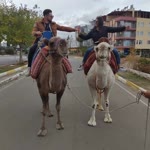 Ecem